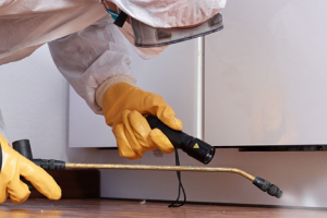 Messie Schädlingsbekämpfung Pforzheim